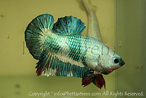 betta hmpk marble, halfmoon plakat, betta halfmoon, betta crowntail, betta plakat, betta fighter, betta crowntail, plakat, betta, Bettaxtrem