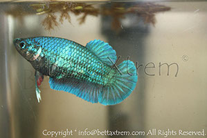 betta hmpk blue, halfmoon plakat, betta halfmoon, betta crowntail, betta plakat, betta fighter, betta crowntail, plakat, betta, Bettaxtrem