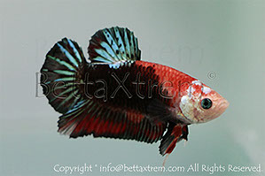 betta hmpk marble, halfmoon plakat, betta halfmoon, betta crowntail, betta plakat, betta fighter, betta crowntail, plakat, betta, Bettaxtrem