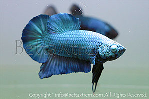 betta hmpk blue, halfmoon plakat, betta halfmoon, betta crowntail, betta plakat, betta fighter, betta crowntail, plakat, betta, Bettaxtrem