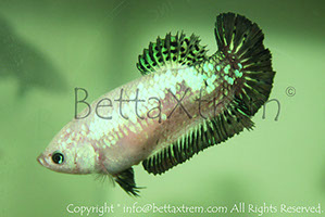 betta hmpk marble, halfmoon plakat, betta halfmoon, betta crowntail, betta plakat, betta fighter, betta crowntail, plakat, betta, Bettaxtrem