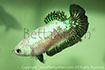 betta hmpk marble, halfmoon plakat, betta halfmoon, betta crowntail, betta plakat, betta fighter, betta crowntail, plakat, betta, Bettaxtrem