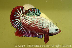 betta hmpk dragon, halfmoon plakat, betta halfmoon, betta crowntail, betta plakat, betta fighter, betta crowntail, plakat, betta, Bettaxtrem