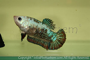 betta hmpk marble, halfmoon plakat, betta halfmoon, betta crowntail, betta plakat, betta fighter, betta crowntail, plakat, betta, Bettaxtrem