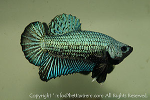 betta hmpk blue drago, halfmoon plakat, betta halfmoon, betta crowntail, betta plakat, betta fighter, betta crowntail, plakat, betta, Bettaxtrem