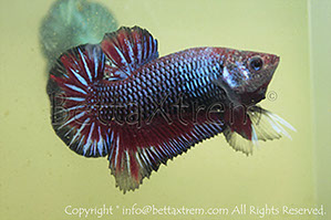 betta hmpk blue red, halfmoon plakat, betta halfmoon, betta crowntail, betta plakat, betta fighter, betta crowntail, plakat, betta, Bettaxtrem