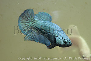 betta hmpk blue, halfmoon plakat, betta halfmoon, betta crowntail, betta plakat, betta fighter, betta crowntail, plakat, betta, Bettaxtrem