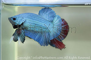 betta hmpk blue, halfmoon plakat, betta halfmoon, betta crowntail, betta plakat, betta fighter, betta crowntail, plakat, betta, Bettaxtrem