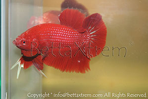 betta hmpk red, halfmoon plakat, betta halfmoon, betta crowntail, betta plakat, betta fighter, betta crowntail, plakat, betta, Bettaxtrem