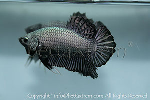 betta hmpk dragon, halfmoon plakat, betta halfmoon, betta crowntail, betta plakat, betta fighter, betta crowntail, plakat, betta, Bettaxtrem