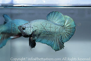 betta hmpk blue, halfmoon plakat, betta halfmoon, betta crowntail, betta plakat, betta fighter, betta crowntail, plakat, betta, Bettaxtrem