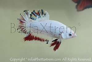 betta hmpk marble, halfmoon plakat, betta halfmoon, betta crowntail, betta plakat, betta fighter, betta crowntail, plakat, betta, Bettaxtrem