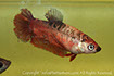 betta hmpk marble, halfmoon plakat, betta halfmoon, betta crowntail, betta plakat, betta fighter, betta crowntail, plakat, betta, Bettaxtrem