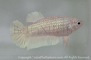 betta hmpk white, halfmoon plakat, betta halfmoon, betta crowntail, betta plakat, betta fighter, betta crowntail, plakat, betta, Bettaxtrem