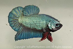 betta hmpk marble, halfmoon plakat, betta halfmoon, betta crowntail, betta plakat, betta fighter, betta crowntail, plakat, betta, Bettaxtrem