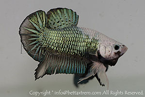 betta hmpk monster, halfmoon plakat, betta halfmoon, betta crowntail, betta plakat, betta fighter, betta crowntail, plakat, betta, Bettaxtrem