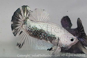 betta hmpk marble, halfmoon plakat, betta halfmoon, betta crowntail, betta plakat, betta fighter, betta crowntail, plakat, betta, Bettaxtrem