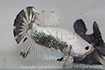 betta hmpk marble, halfmoon plakat, betta halfmoon, betta crowntail, betta plakat, betta fighter, betta crowntail, plakat, betta, Bettaxtrem