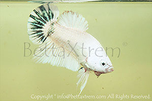 betta hmpk marble, halfmoon plakat, betta halfmoon, betta crowntail, betta plakat, betta fighter, betta crowntail, plakat, betta, Bettaxtrem