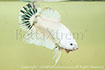 betta hmpk marble, halfmoon plakat, betta halfmoon, betta crowntail, betta plakat, betta fighter, betta crowntail, plakat, betta, Bettaxtrem