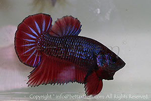 betta hmpk red, halfmoon plakat, betta halfmoon, betta crowntail, betta plakat, betta fighter, betta crowntail, plakat, betta, Bettaxtrem