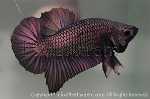 betta hmpk copper, halfmoon plakat, betta halfmoon, betta crowntail, betta plakat, betta fighter, betta crowntail, plakat, betta, Bettaxtrem