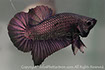 betta hmpk copper, halfmoon plakat, betta halfmoon, betta crowntail, betta plakat, betta fighter, betta crowntail, plakat, betta, Bettaxtrem