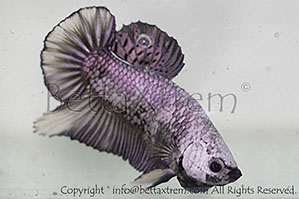 betta hmpk dragon, halfmoon plakat, betta halfmoon, betta crowntail, betta plakat, betta fighter, betta crowntail, plakat, betta, Bettaxtrem