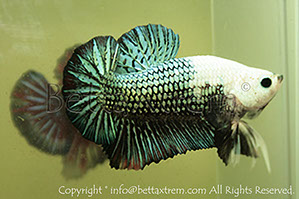 betta hmpk monster, halfmoon plakat, betta halfmoon, betta crowntail, betta plakat, betta fighter, betta crowntail, plakat, betta, Bettaxtrem