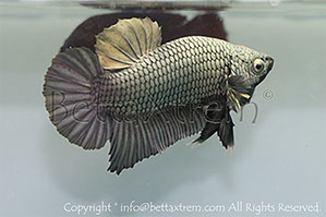 betta hmpk copper, halfmoon plakat, betta halfmoon, betta crowntail, betta plakat, betta fighter, betta crowntail, plakat, betta, Bettaxtrem