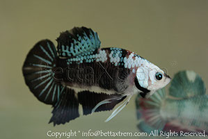 betta hmpk marble, halfmoon plakat, betta halfmoon, betta crowntail, betta plakat, betta fighter, betta crowntail, plakat, betta, Bettaxtrem