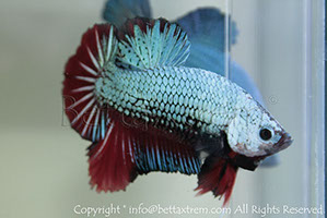 betta hmpk monster, halfmoon plakat, betta halfmoon, betta crowntail, betta plakat, betta fighter, betta crowntail, plakat, betta, Bettaxtrem