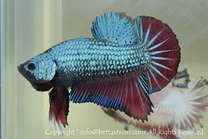 betta hmpk bicolour, halfmoon plakat, betta halfmoon, betta crowntail, betta plakat, betta fighter, betta crowntail, plakat, betta, Bettaxtrem